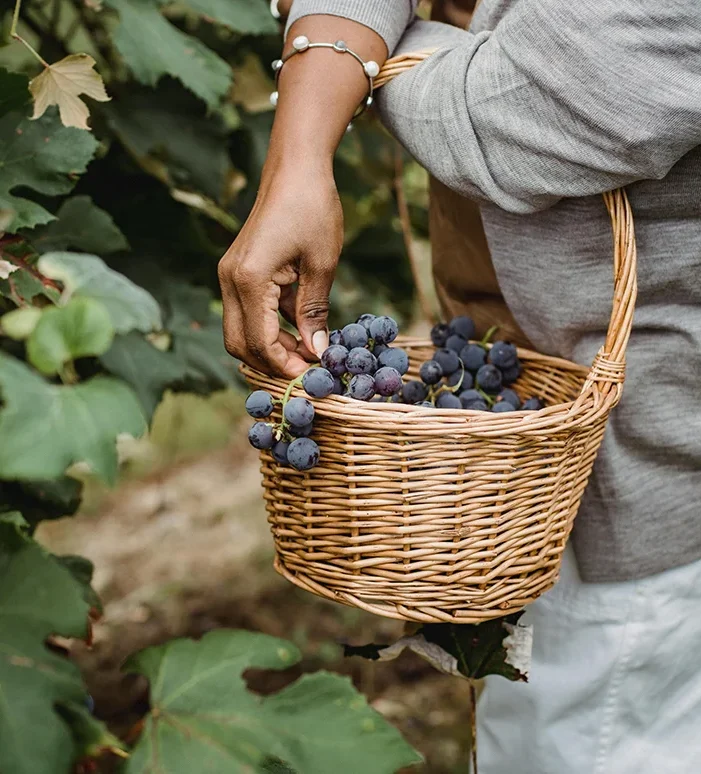 Organic farms avoid toxic inputs, improve soil health, grow clean, sustainable food that supports nature.